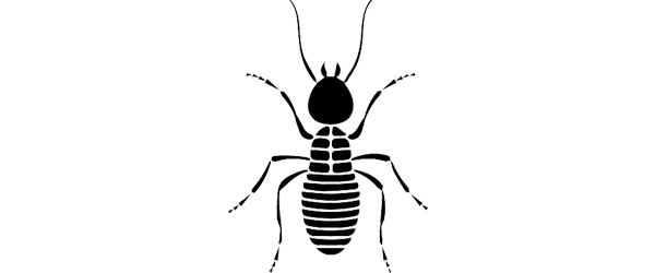 termite control doha qatar